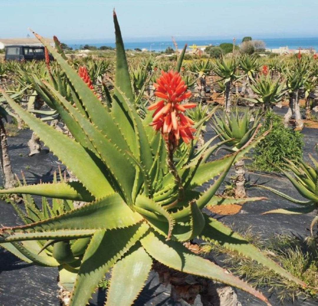 Krantz Aloe herb seeds