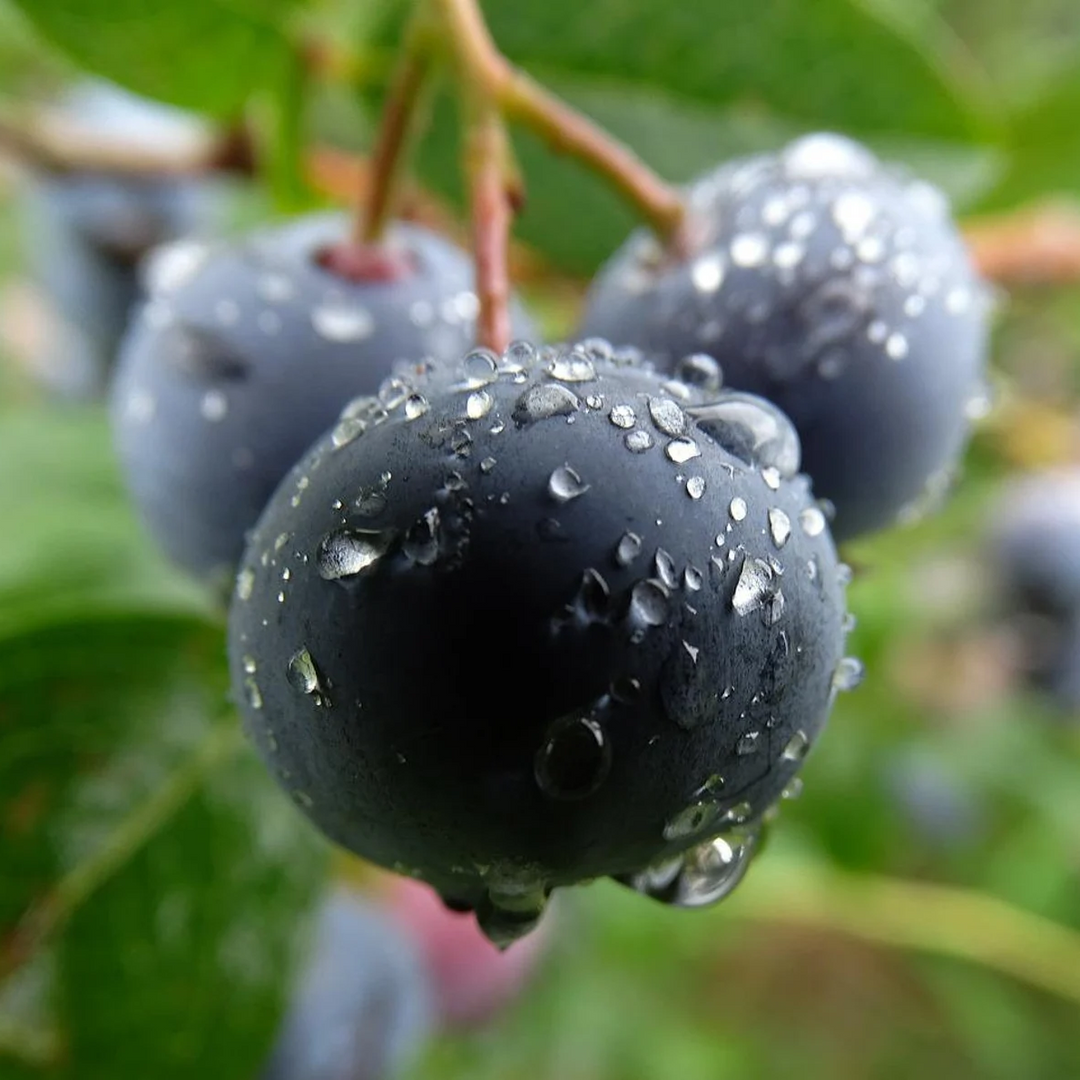 dusk huckleberry flower seeds