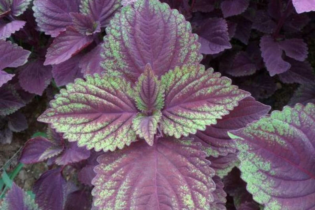 Purple Green herb seeds