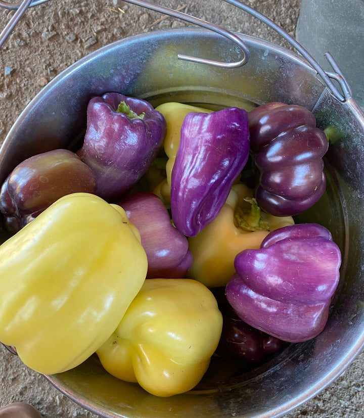 Pfeffer Chili Rot Samen – Alte Sorte, gentechnikfrei, hohe Keimfähigkeit, biologische Gartensamen zum Pflanzen