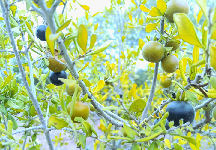 Texas Persimmons (Diospyros texana) Fruit Tree Seeds for Planting – Heirloom Non-GMO High Germination Organic Garden Seeds