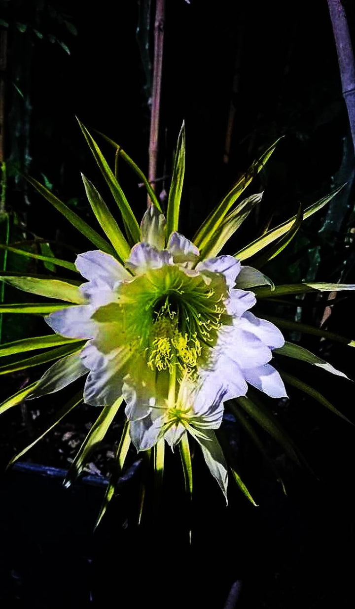 White Selenicereus Flower Seeds for Planting – Heirloom, Non-GMO, High Germination Organic Garden Seeds