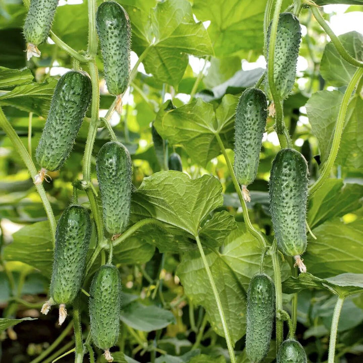 Cucumber Seeds Arctic F1 (Parthenocarpic) – Heirloom, Non-GMO, High Germination, Organic Garden Seeds Seeds for Planting