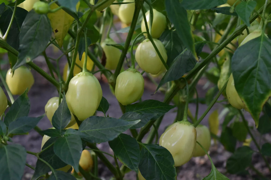 Pfeffercremesamen – Alte Sorte, gentechnikfrei, hohe Keimfähigkeit, Bio-Gartensamen zur Aussaat