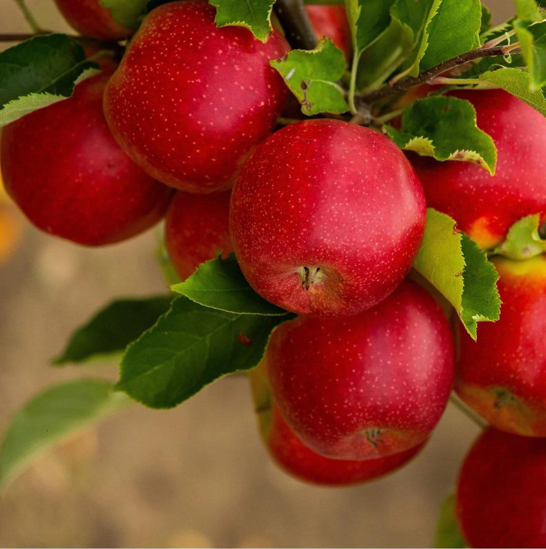 the apple flower seeds