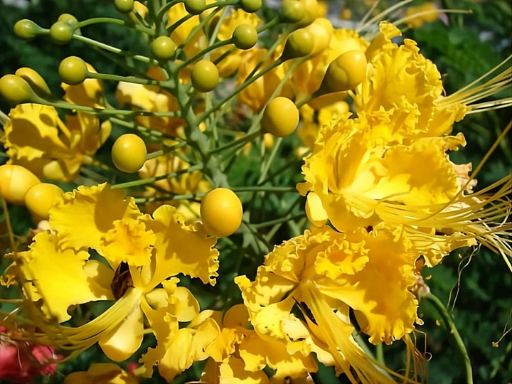 Yellow Caesalpinia Pulcherrima Mexican Bird of Paradise flower seeds for planting, heirloom non-GMO garden seeds, vibrant yellow tropical flowers to grow at home naturally