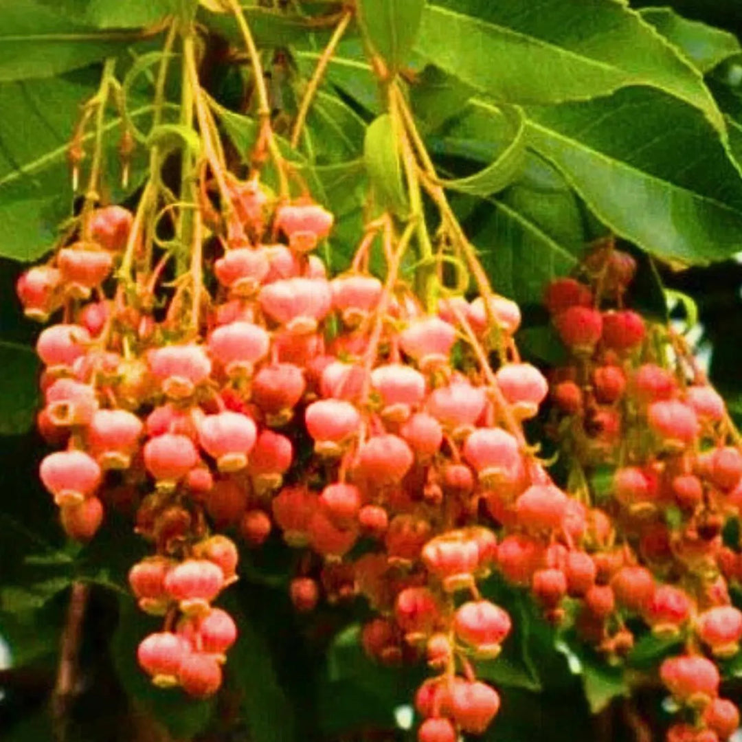 Lily Of The Valley Sourwood Oxydendrum Arboreum Seeds for Planting – Heirloom, Non-GMO