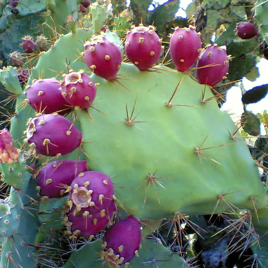 Pink Opuntia herb seeds