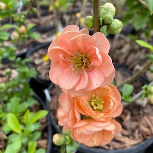 Orange Chaenomeles Cameo Flower Seeds – Heirloom, Non-GMO, High Germination Seeds