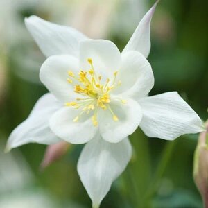 Aquilegia Flower Seeds White for Planting – Heirloom Non-GMO High Germination Organic Seeds