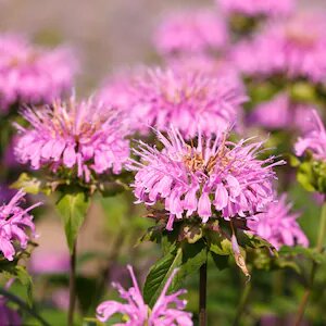 Indianernessel Blumensamen Rosa zum Pflanzen – Alte Sorte Gentechnikfrei Hohe Keimrate Bio-Gartensamen