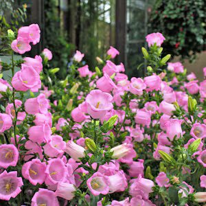 Pink Blooming Campanula Flower Seeds for Planting – Heirloom Non-GMO Organic Seeds