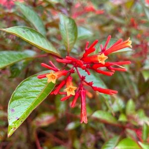 Semillas de flores Hamelia Rojas – Cimarrón, No-GMO, Semillas de alta germinación