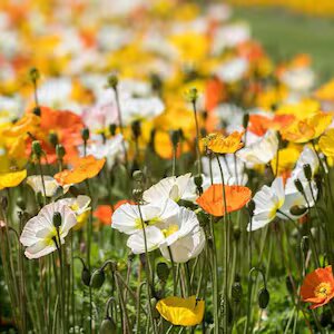 Mix Arctic Nudicaule Flower Seeds – Heirloom, Non-GMO, High Germination Seeds
