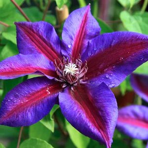 Purple Red Nelly Moser Flower Seeds – Heirloom, Non-GMO, High Germination Seeds