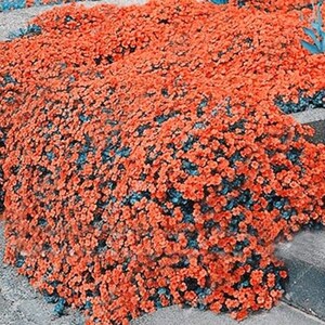 Orange Thyme Flower Seeds – Heirloom, Non-GMO, High Germination Seeds