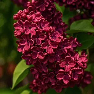 Lilac Flower Seeds Red – Heirloom, Non-GMO, High Germination Seeds