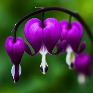 Purple Dicentra Spectabilis Flower Seeds – Heirloom Non-GMO High Germination