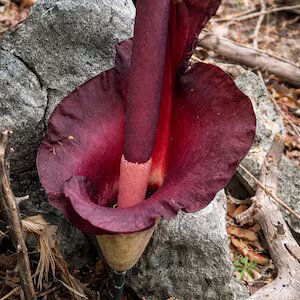 Corpse Flower Seeds Maroon for Planting – Heirloom Non-GMO High Germination Seeds