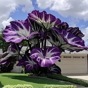 Purple White Caladium Seeds – Heirloom, Non-GMO, High Germination Organic Garden Seeds