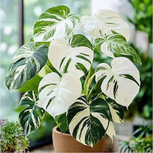 Green White Monstera Seeds – Heirloom, Non-GMO, High Germination Seeds