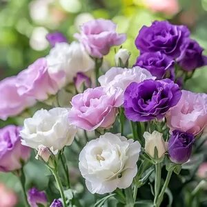 Mixed Eustoma Lisianthus Flower Seeds – Heirloom, Non-GMO, High Germination Seeds