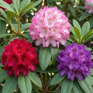 Rhododendron-Blumensamen zum Pflanzen – Alte Sorten, gentechnikfrei, hohe Keimfähigkeit, Bio-Gartensamen