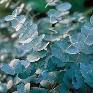 Green Eucalyptus Baby Blue Plant Seeds – Heirloom, Non-GMO, High Germination Seeds