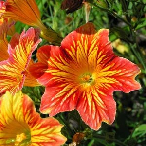 Orange Salpiglossis Flower Seeds – Heirloom, Non-GMO, High Germination Seeds