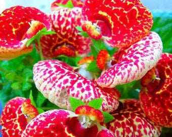 Calceolaria Flower Seeds Pink – Heirloom, Non-GMO, High Germination, Organic Seeds for Planting