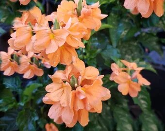 Orange Cyclamen Flower Seeds for Planting – Heirloom Non-GMO High Germination Seeds