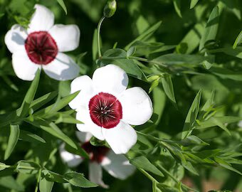 Flax Flower Seeds White – Heirloom Non-GMO High Germination Organic Garden Seeds