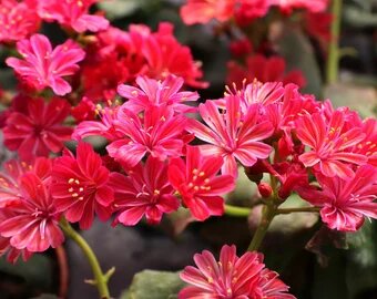 Red Lewisia Flower Seeds – Heirloom, Non-GMO, High Germination Seeds