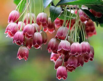 Pink Enkianthus Campanulatus Flower Seeds – Heirloom, Non-GMO, High Germination
