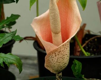Orange Corpse Flower Seeds for Planting Heirloom Non-GMO High Germination Organic Garden Seeds
