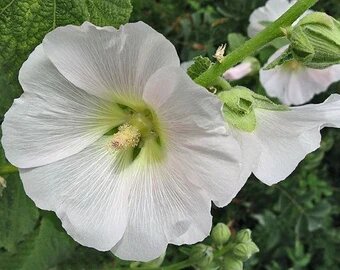 Hollyhock Flower Seeds White Perennial – Heirloom, Non-GMO, High Germination Seeds