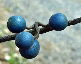 Rudraksha Fruit Seeds for Planting – Heirloom Non-GMO High Germination Organic Garden Seeds Spiritual &amp; Medicinal Trees Seeds for Planting