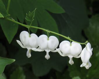 Lamprocapnos Flower Seeds White – Heirloom, Non-GMO, High Germination Seeds