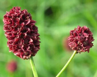 Maroon Sanguisorba Flower Seeds – Heirloom, Non-GMO, High Germination Seeds