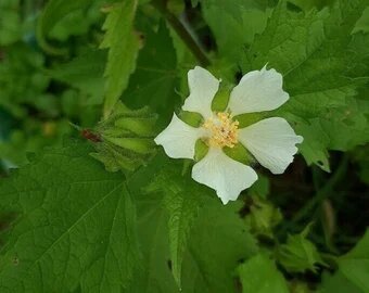 Kitaibelii Vitifolia Flower Seeds White – Heirloom, Non-GMO, High Germination Seeds
