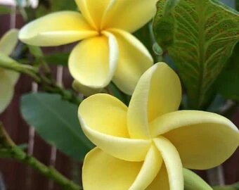 Yellow Freesias Flower Seeds Heirloom Non-GMO High Germination Organic Garden Seeds for Planting
