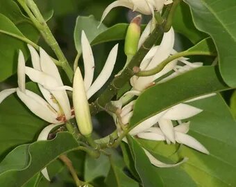 White Cananga Odorata Flower Seeds – Heirloom, Non-GMO, High Germination Seeds