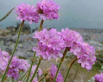 Semillas de flores de armeria rosa claro - Herencia, no transgénicas, alta germinación