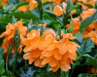 Orange Cyclamen Flower Seeds for Planting – Heirloom Non-GMO High Germination Seeds