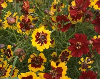 Chiffon Coreopsis Flower Seeds – Heirloom, Non-GMO, High Germination, Organic Seeds