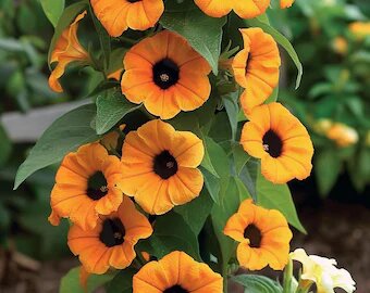 Orange Climbing Thunbergia Flower Seeds – Heirloom, Non-GMO, High Germination Seeds