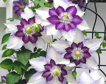 White Purple Clematis Flower Seeds for Planting – Heirloom Non-GMO High Germination Seeds Seeds for Planting Organic Garden Seeds