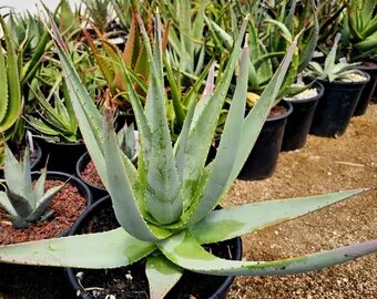 Green Claviflora Jackal’s Plant Seeds for Planting | Heirloom Non-GMO High Germination Organic Garden Seeds