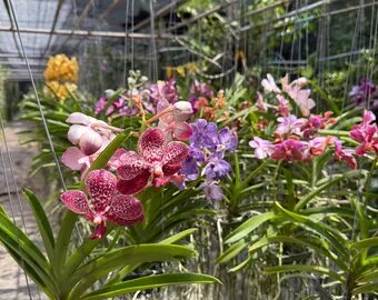 Mixed Cattleya Flower Seeds – Heirloom, Non-GMO, High Germination Seeds for Planting