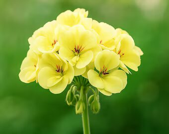 Yellow Geranium Flower Seeds for Planting Heirloom Non-GMO High Germination